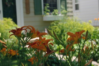 Lovely Daylilies