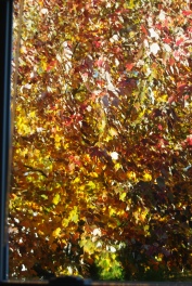 The Maple Tree outside my studio window is glorious at this time of year!