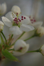 ThirdThirdswhiteblossoms4