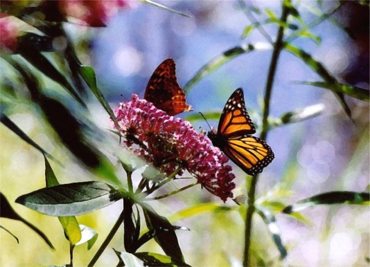 Butterfliesbutterfliesonmilkweedflower