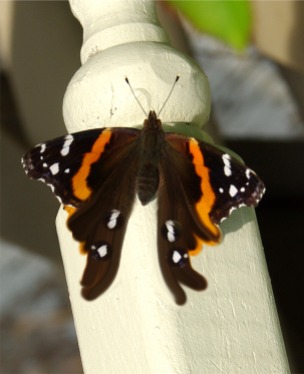 ButterfliesButterflyMorph