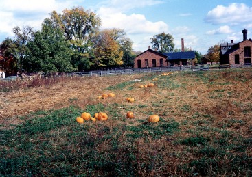 pumpkins-scarecrowsimg732
