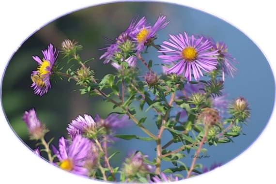 purplefloweroval