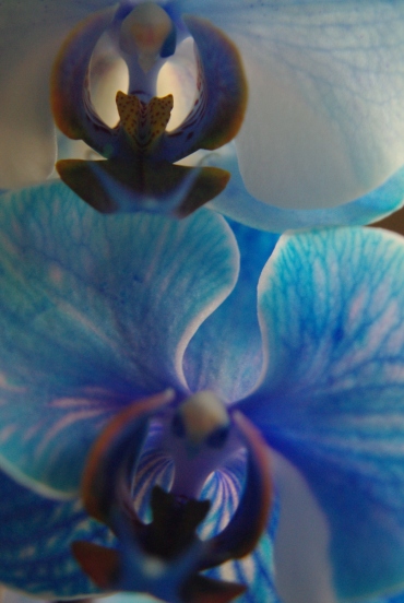 blue orchids 066