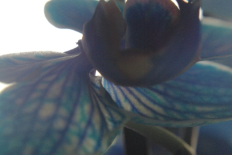 blue orchids 116