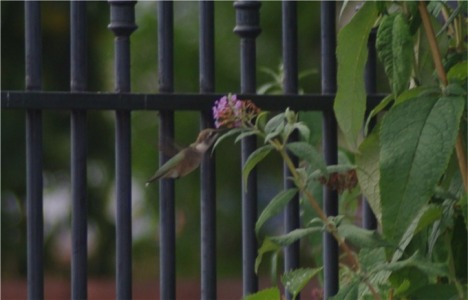 hummingnbird2